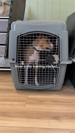 He’s not perfect and still has his occasional meltdowns but overall this is a HUGE improvement from how he started. For a 7 year old Basenji, I’ll call this a win. #dogtraining | Wild Dogs