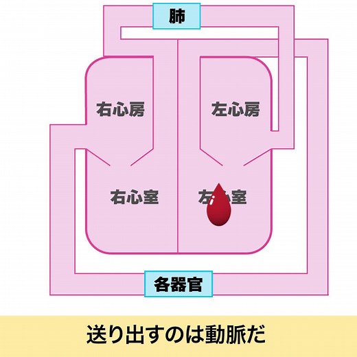 怪獣の花唄で学ぶ血液循環のポイント！