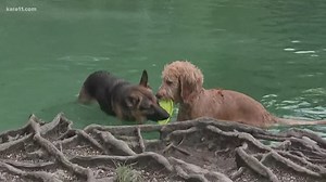 What you can do to keep pets safe from toxic blue-green algae