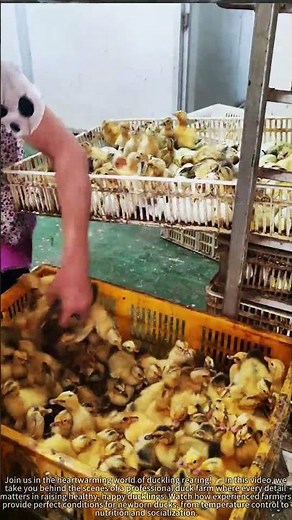 Raising 1000 Ducklings from Day 1 - The Cutest Farm Job! 🐥