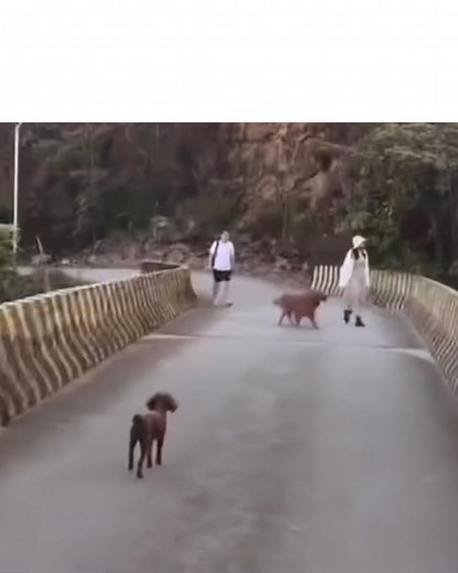 1.1M views · 2K reactions | The mystery of Overtoun Bridge There is something very strange and heartbreaking happening to dogs here. | The Enigma | Facebook
