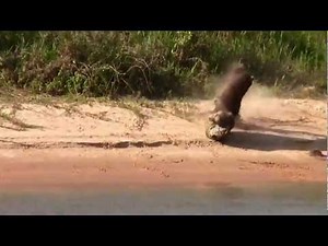 Amazing Jaguar Hunt in Brazil: Jaguar hunting a huge sachavaca!