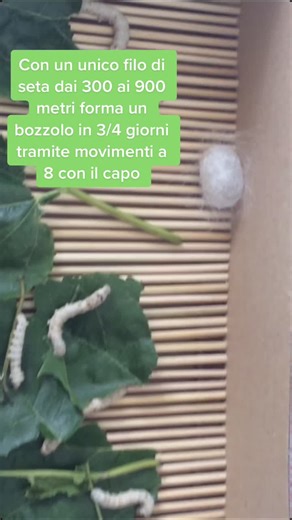 Esperimenti sul Baco da Setta a Scuola Media