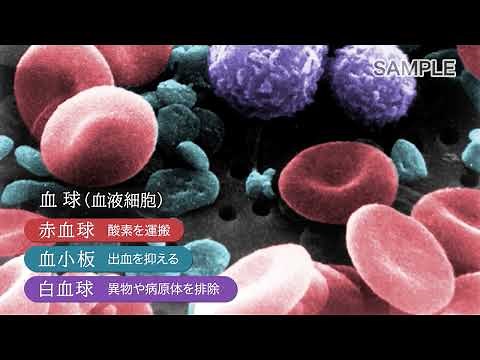 目で見る病気 第3版 VOL.9 血液・造血器系の疾患