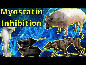 This Genetic Mutation Gives You Double Muscles