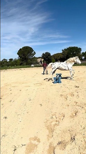 Cheval à vendre - À VENDRE – Superbe Appaloosa de 5 ans – Pure Race - Vidéo 2 - equirodi.com