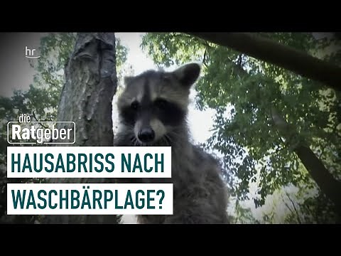 Waschbären im Garten | Die Ratgeber