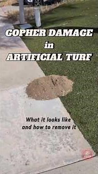 Gophers Under Artificial Turf? Signs & Solutions (SoCal Guide)