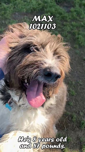 #ADOPT - 3951 Fruitvale Avenue / Mon-Sat 10a-4p, Wed 2p-7p #FOSTER - dogfoster@kerncounty.com / 661-868-7130 #RESCUE - rescue@kerncounty.com / 661-549-4355 QUESTIONS - animalservices@kerncounty.com / 661-868-7120 *If you do not live locally, you can adopt over the phone. #Dogs #Pets #Animals #Shelter | Kern County Animal Services