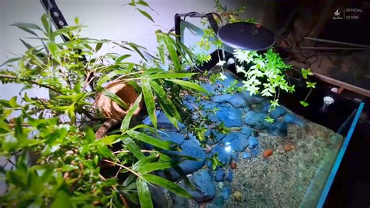 4.7K views · 58 reactions | This design simulates natural river water and land tanks。 #watetplant #aquarium #aquascape #fish #shirmp #nanotank | JC betta&guppy | Facebook