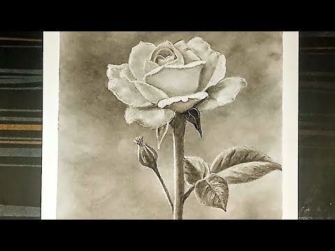 A pencil drawing of a beautiful white rose flower with pencil easy. 