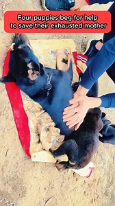 Four puppies beg for help to save their exhausted mother | Cocomelon - Nursery Rhymes