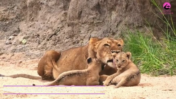 Too Cute to Function: Baby Animal Bloopers 🤣