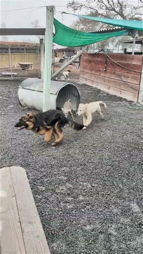 Kal’s Social Hour: Chased by TWO Dogs 😂🐾