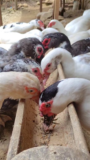 26 reactions · 15 comments | “The muscovy duck eats BSF larvae.” #vidio #reels #banjir #hujan #musimkawin #moscoviduck #duck | Usman Fram | Facebook