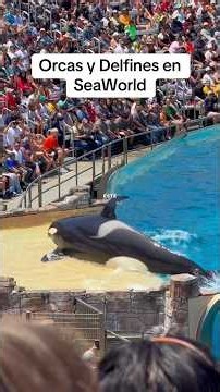 This is the Orca and Dolphin show at SeaWorld #fyp