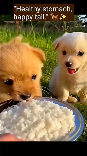 “Boiled rice is good for dogs during diarrhea or digestion problems.”
