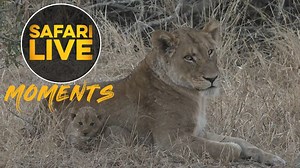 16K views · 1.3K reactions | We all know of Amber Eyes being the largest and most fierce lioness of the Nkuhuma pride. Steve and Jeandre enjoyed seeing a different side of the impressive lioness. Amber Eyes collected her wayward cub back to the den after spending with an obliging cousin. | Wildearth | Facebook
