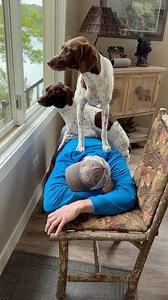 When you’ve been squirrel watching for so long your Dog Dad Bench needs a Bench of his own so he can take a nap 😝 • It’s kind of the equivalent of your dog falling asleep on you, so you don’t move 🙃 Whatever these girls want, they get 😅 Truly spoiled, but we think they deserve it ❤️ Do you spoil your pup? 🐾 • • • #pointerpawprints #gspoftheday #dogvideos #dogreels #dogobsessed #instadog #instareels #weratedogs #thisweekoninstagram #dogmom #petlovers #petstagram | Pointerpawprints