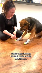 1K views · 14 reactions | ToeGrips are comfortable to wear! 99% of dogs don't even seem to notice their ToeGrips because they sit on the insensitive nail tips and do not contact the skin. | Dr. Buzby's ToeGrips for Dogs | Facebook