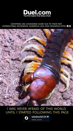 wierd_world on Instagram: "​It is the largest centipede species in the world and one of the most formidable predators of the Amazon rainforest. ​Key Characteristics: ​Size: It is the largest species of centipede, capable of reaching lengths exceeding 30 centimeters (12 inches). ​Habitat and Range: It is native to the tropical and subtropical forests of northern South America (including countries like Venezuela, Colombia, and Brazil) and some Caribbean islands. They are nocturnal and seek out moi