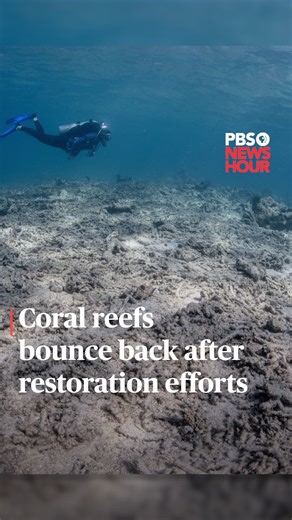 Once-decimated swaths of coral reef off Indonesia’s coast are bouncing back after years of efforts by the Mars restoration program. That’s according to a recent study from an international group of researchers who analyzed the project. Coral reefs offer crucial habitat for marine creatures and protection for coastal communities. But coral numbers have dwindled dramatically and today, they’re facing yet another mass bleaching event due to blisteringly hot ocean temperatures, according to NOAA. In