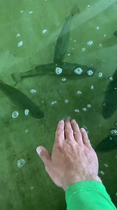 I didn't expect these fish to bite my hand! #Fish #Bite #Attack | BlacktipH