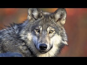 Πολλοί ή λίγοι; Ο πληθυσμός των λύκων διχάζει το Βέλγιο