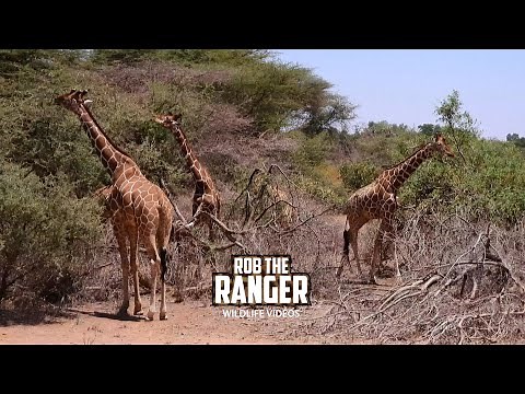Reticulated Giraffe | Buffalo Springs | Zebra Plains On Tour