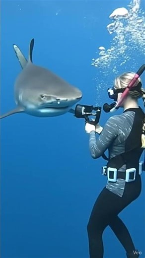 SHARK FACE-TO-FACE: The Ultimate Shot! 🦈📸