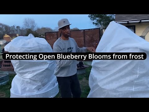 Protecting open blueberry blooms from frost