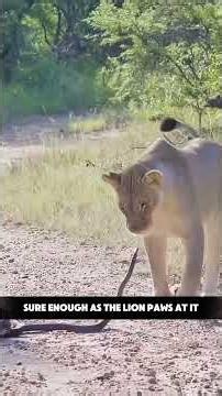An Ignorant Lion Gets Bitten by Africa's Deadliest Black Mamba! #nature #lion #snake #survival
