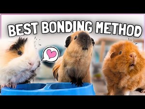 How to Introduce New Guinea Pigs Successfully 🐹🐹