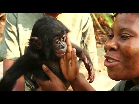 In Congo, they will reintroduce bonobos into the wild