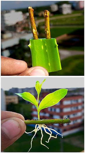 Propagate Natchez-Crape-Myrtle From Cuttings#reels #GardenDesign #shorts #Gardening #jutecrafts #gardening #garden #crafts #Grafting | Rana Craft