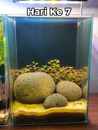 Update Mini Aquascape Low Tech Usia 7 Hari