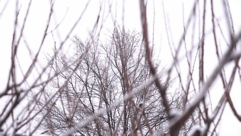 clip-3991420101-cherry-tree-branches-creating-pattern-against-bright