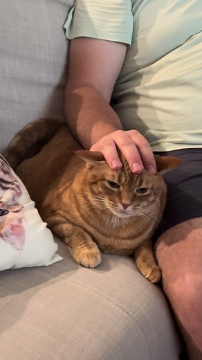 Hilarious Ginger Cat Moments That Will Make You Laugh