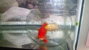 Expérience : Des poissons rouges dans un bocal dans un aquarium