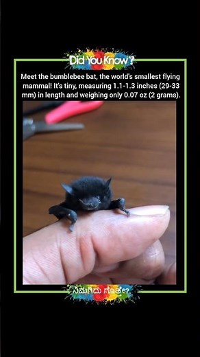 The World's Smallest Flying Mammal: Bumblebee Bat Facts