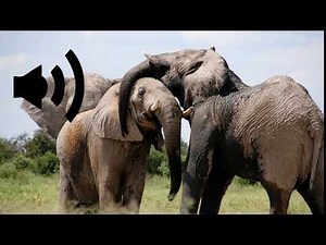 Elephant Trumpeting sound effect