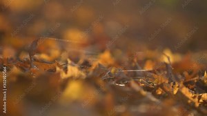 spider web glistens in the sun on a beautiful autumn background