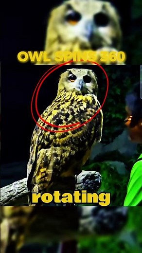You Won't Believe How This Owl Spins!