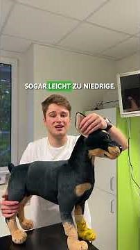So misst du Fieber beim Hund RICHTIG! 🌡️🐶