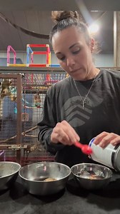 This is a little over 3 minutes of the inner workings of my brain in regards to entertaining all of you vs being too much. #exoticanimals #smallbusinessbigdreams #zoo #fblifestylechallenge #fypシ | Safari Zoological Park Caney, KS