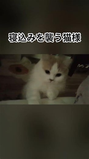 ※音量上げて。寝ている飼い主を可愛すぎるゴロゴロと鳴き声で襲撃する猫😂ゴロゴロ聴こえたらいいねしてね👍️