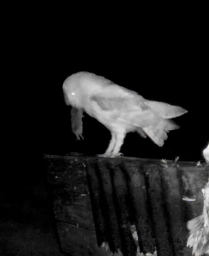 Caught on the field camera this morning . With the wind being so strong the tawny owls stayed in the woodland last night and didn’t visit the hide . The barn owl taking advantage of the situation used the tawny preach to hunt from , successfully too | David Driver