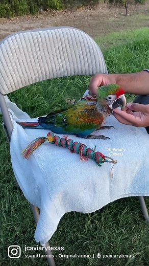 Adorable Baby Shamrock Macaw Training Update
