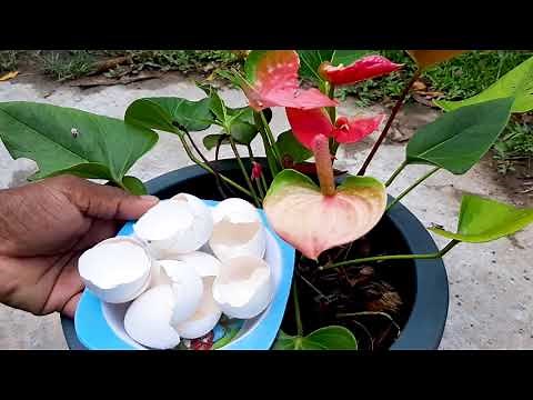 Anthurium Plant Care