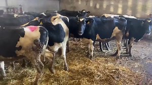1.2K views · 41 reactions | 20 incalf heifers in laireage on there way to their new home in Northern Ireland. Heifers all sired from World Wide Sires and calving Feb/March World Wide Sires Ireland | Grasstec | Facebook